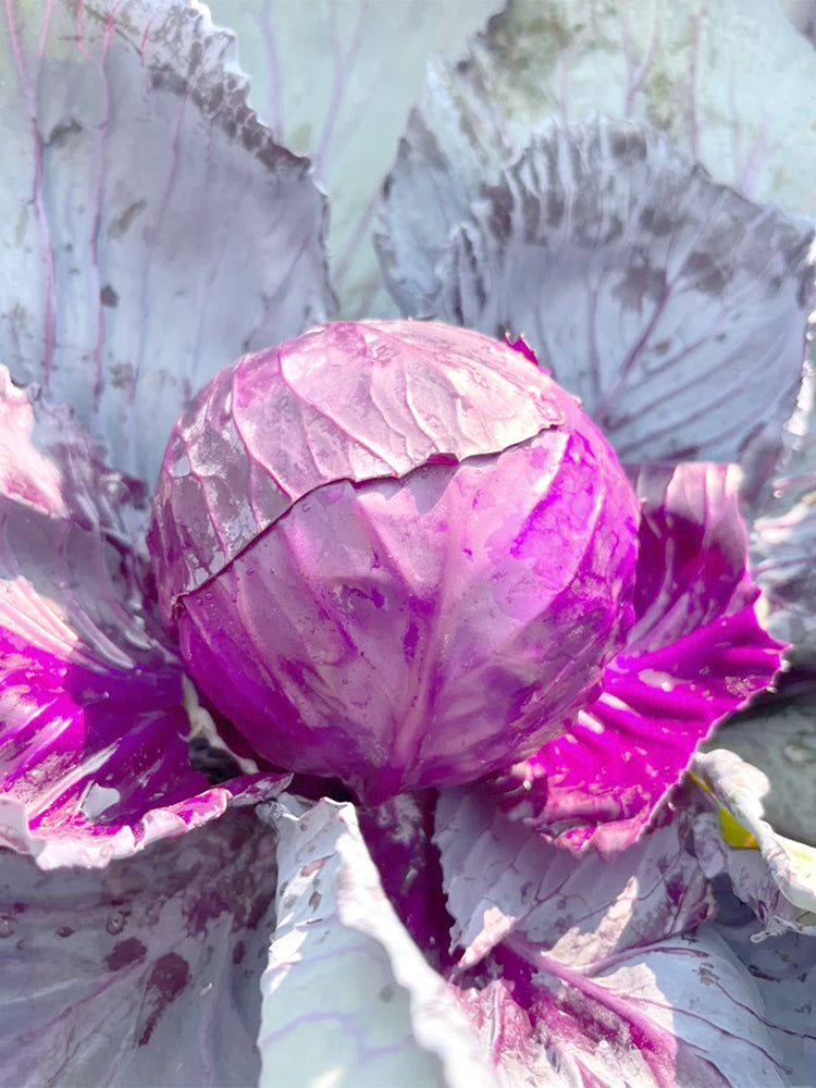 Zifeng Purple Cabbage