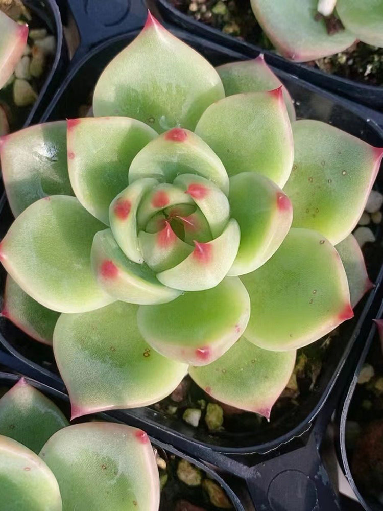 Echeveria Agavoides 'Blue Dragon'