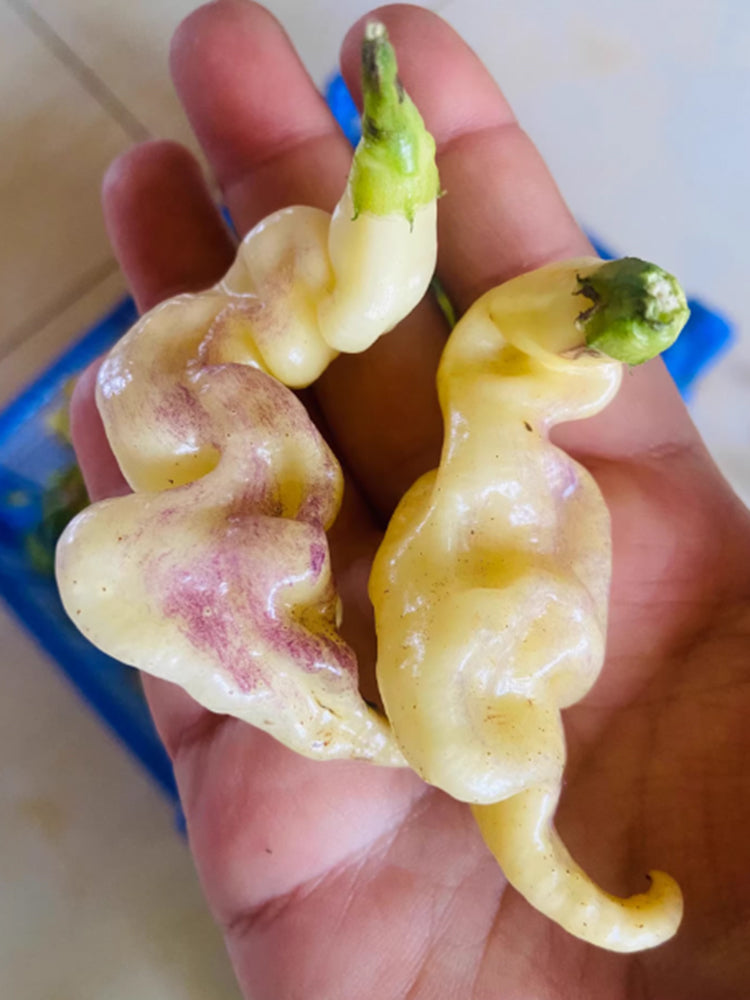 Aji Confusion Pepper