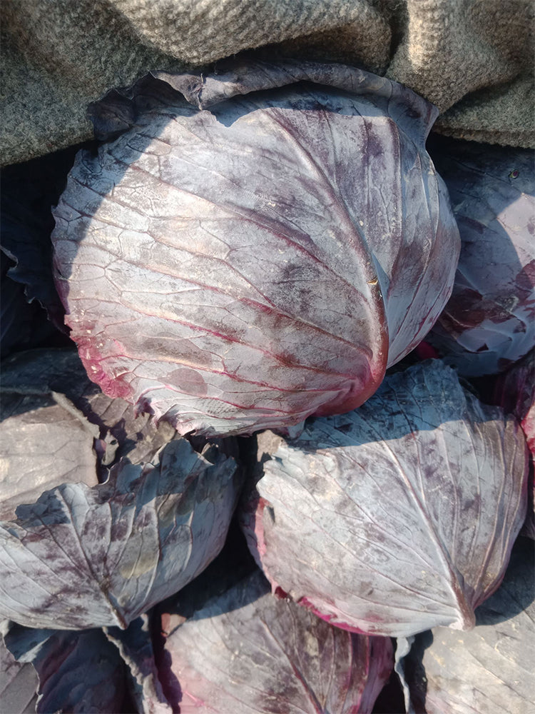 Zifeng Purple Cabbage