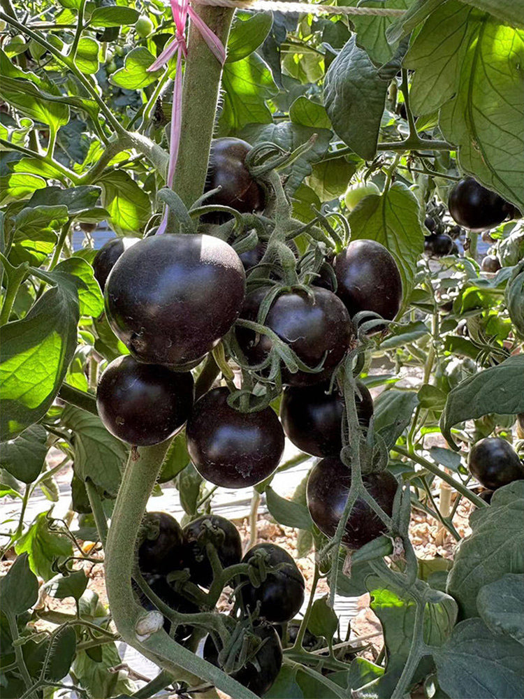 Obsidian Tomato