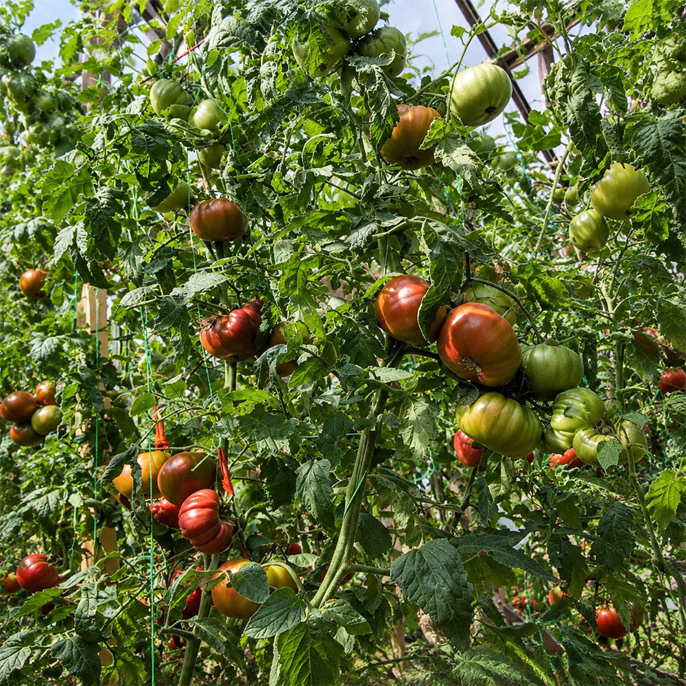 145 Renegade Tomato
