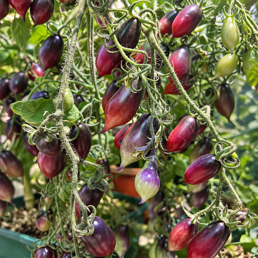 130 Kumquat Pink Opal Tomato