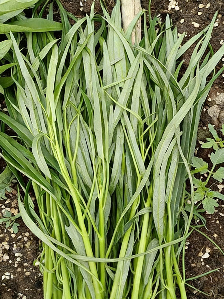 'Jiemei' Green-Stem Water Spinach