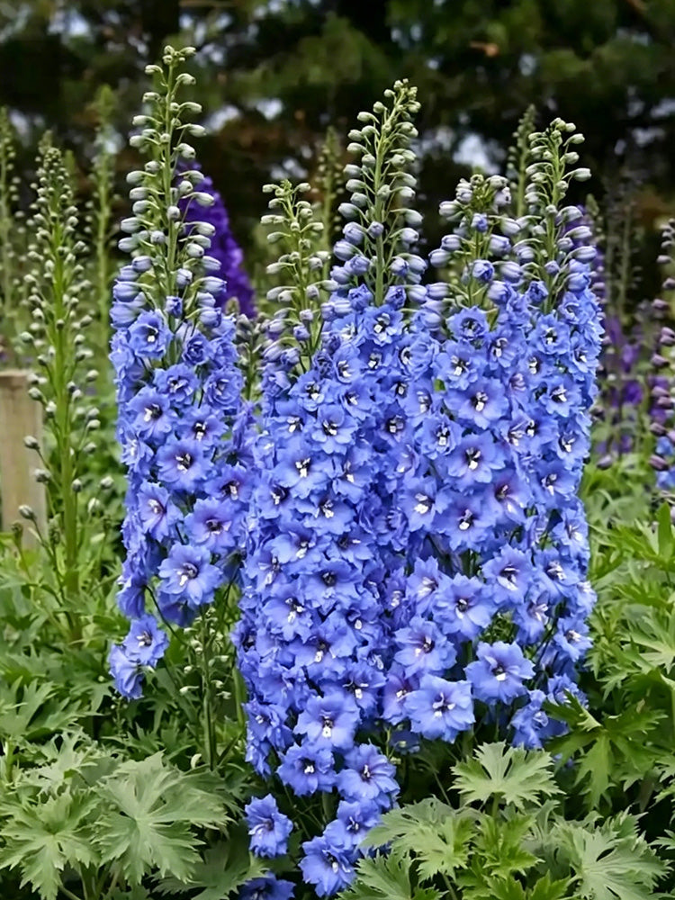 Blue Grandiflora Delphinium