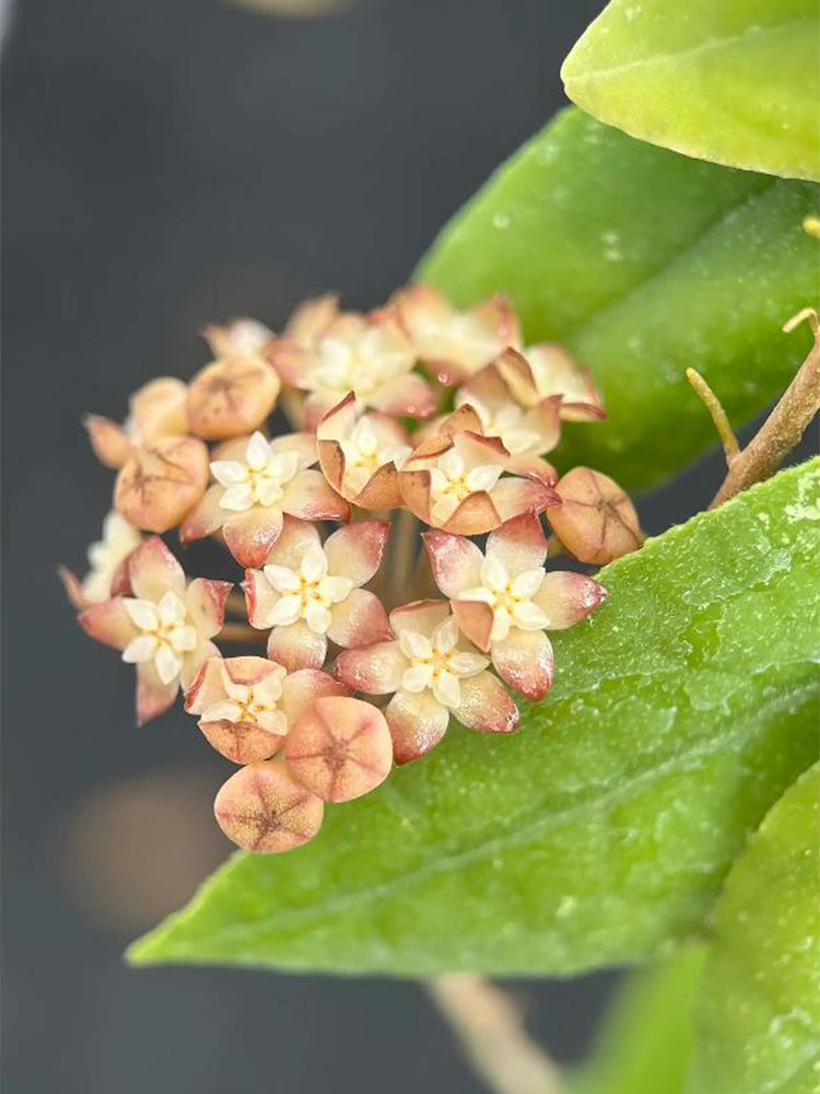 Hoya rigidifolia Unrooted Stem Cuttings