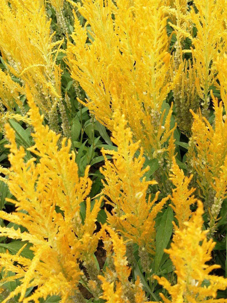 Hezhichun Yellow Feathered Cockscomb