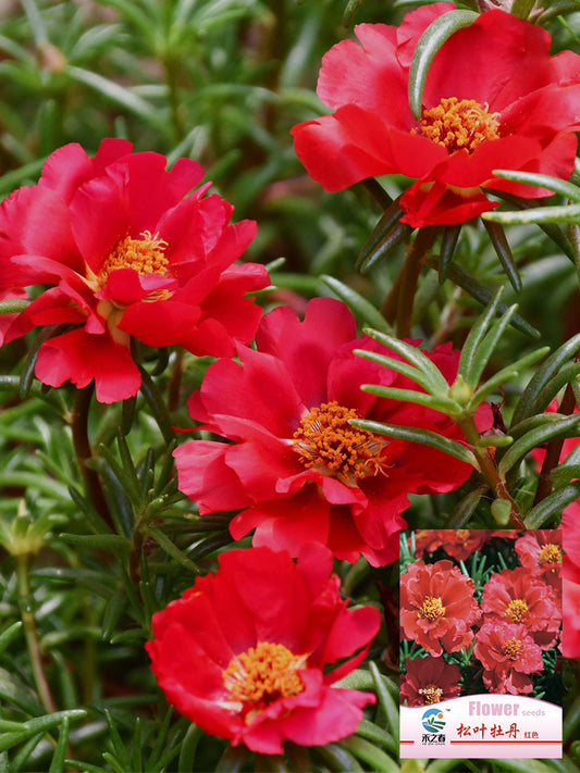 Hezhichun Red Moss-Rose Purslane