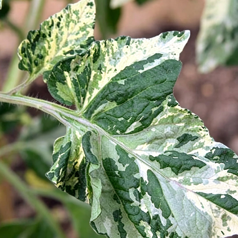 781 Variegated Potato Leaf Cherry Tomato