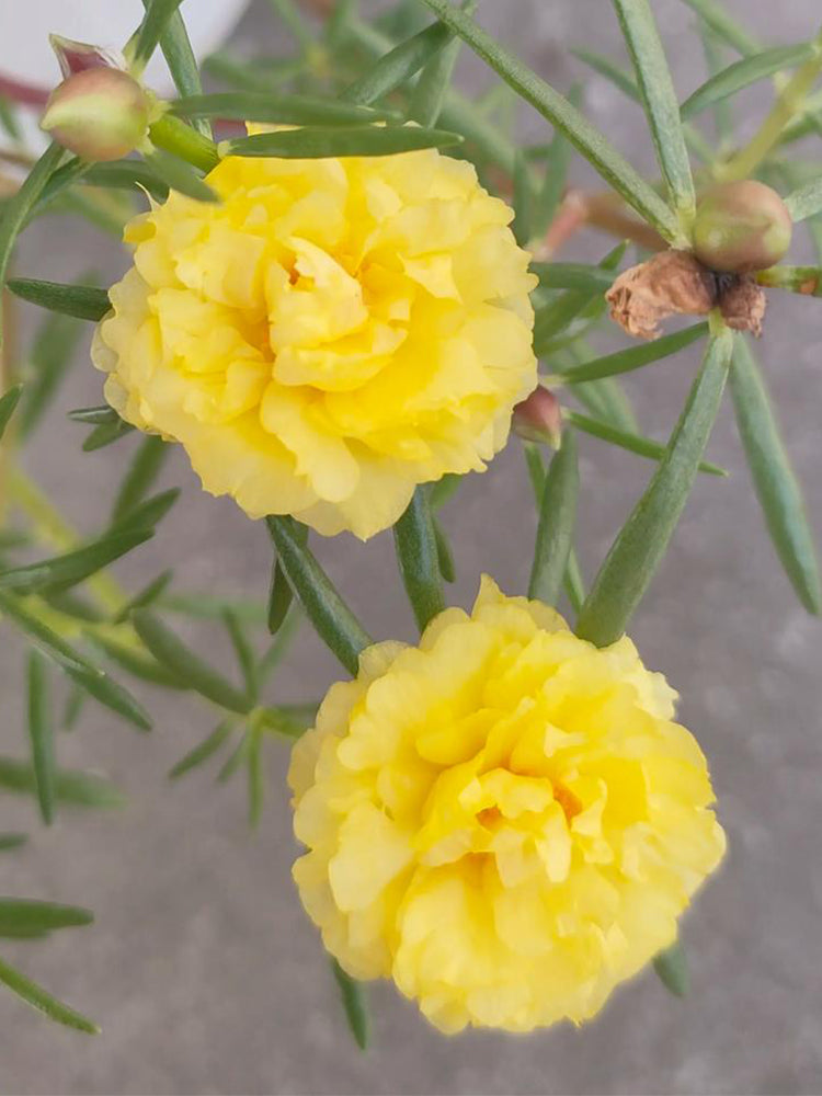 Hezhichun Yellow Moss-Rose Purslane