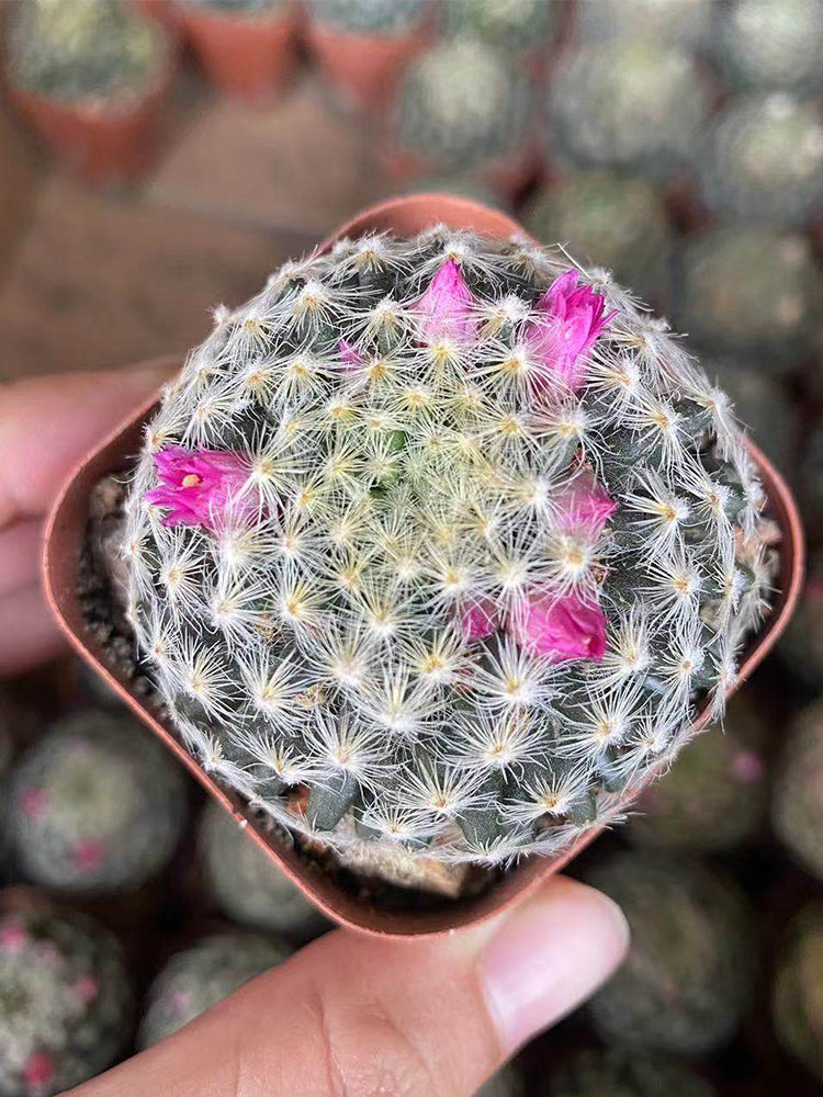 Mammillaria schiedeana