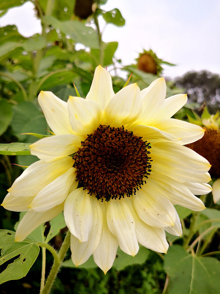 White Lover Sunflower
