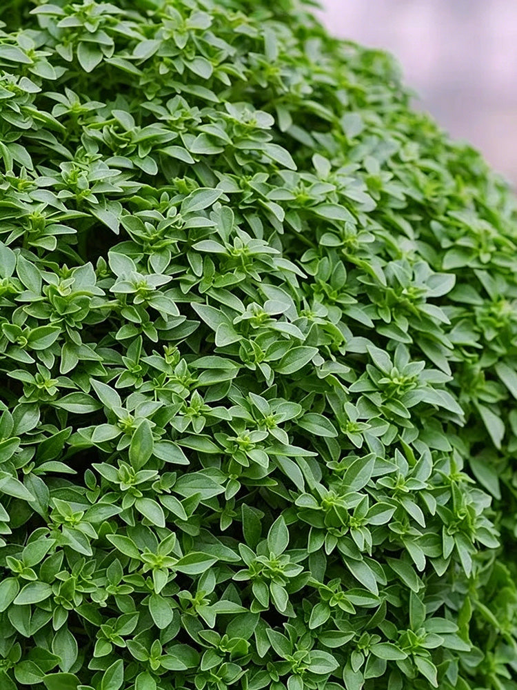 Aristotle Basil