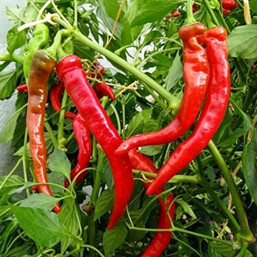 W960 Portugal Delicious Pepper