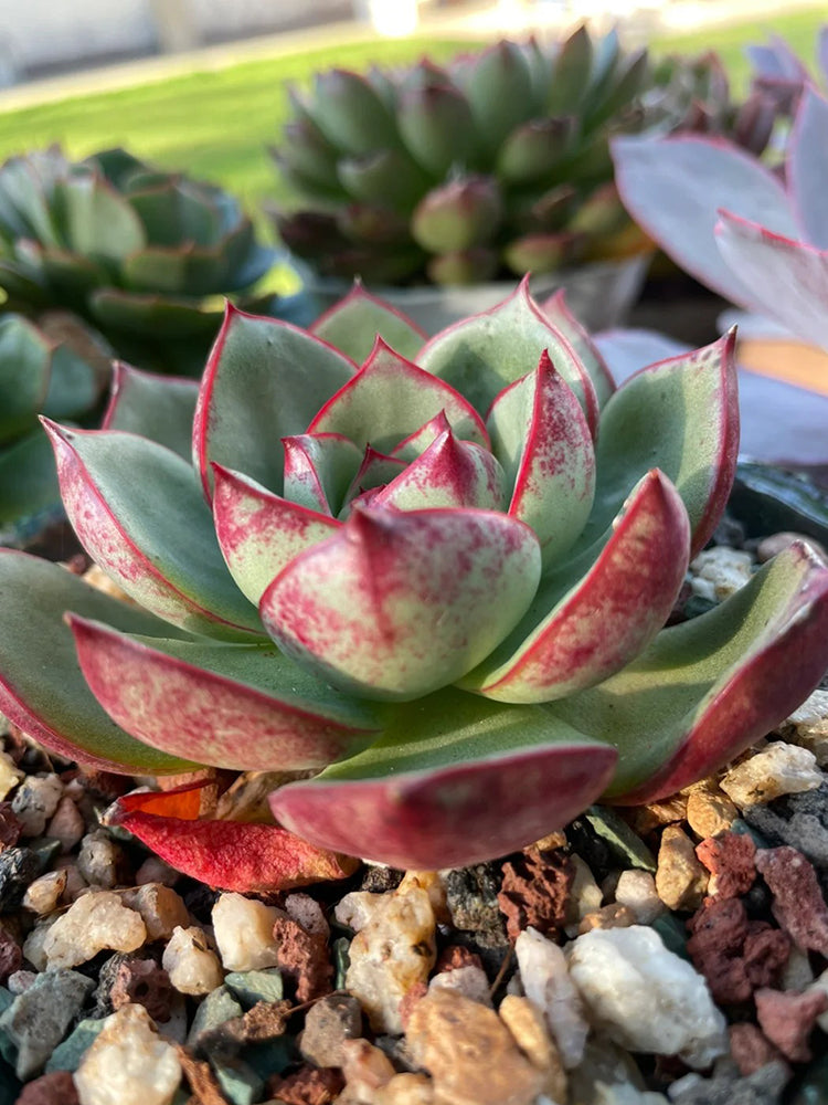 Echeveria cv. 'Bullfighter'