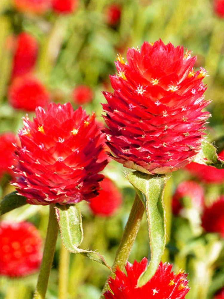 Hezhichun Globe Amaranth