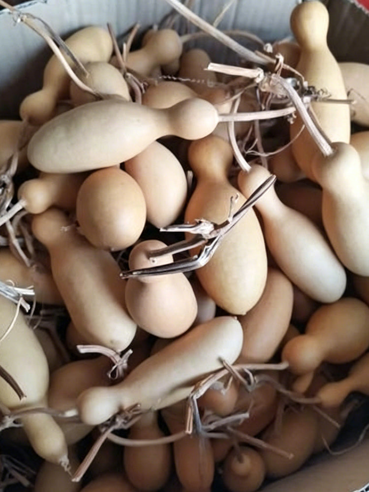 Flower Bottle Gourd