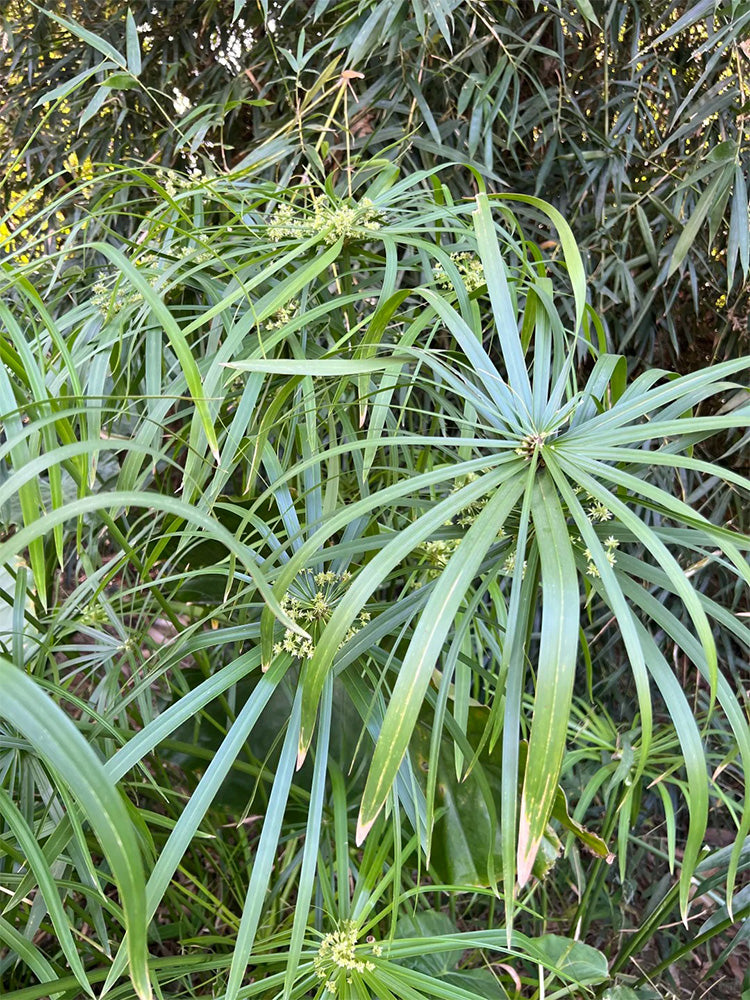 Umbrella Sedge