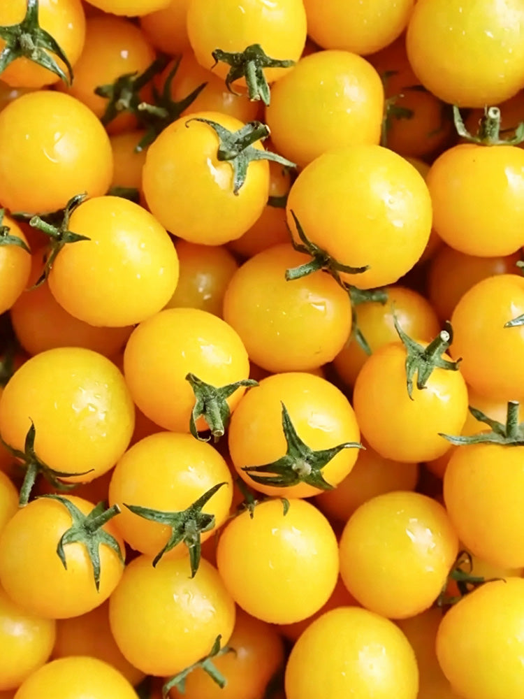 934 'Snow White' Cherry Tomato