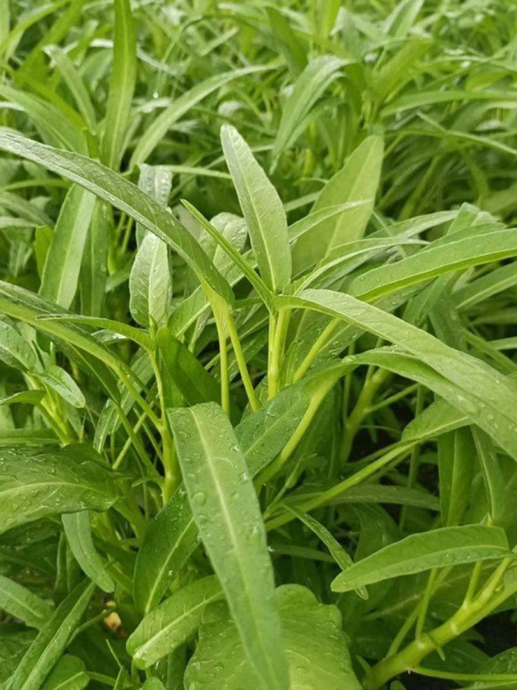 Meifeng No.1 Water Spinach