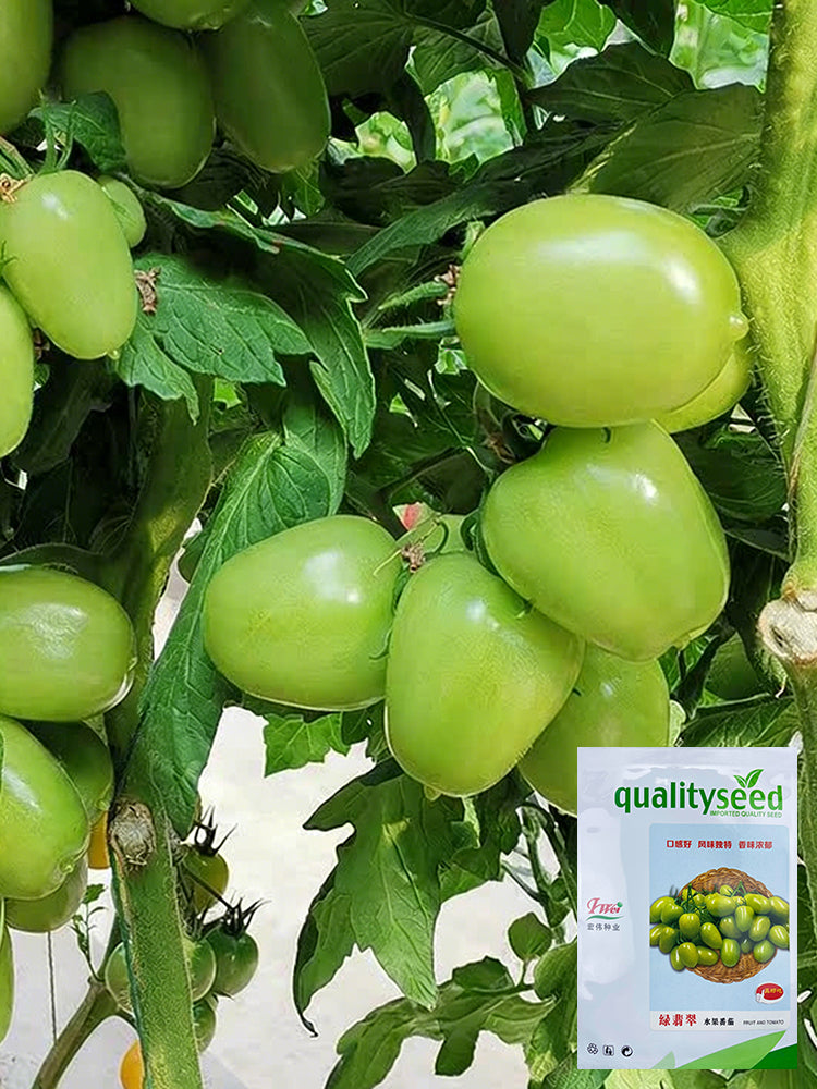 Green Jade Tomato