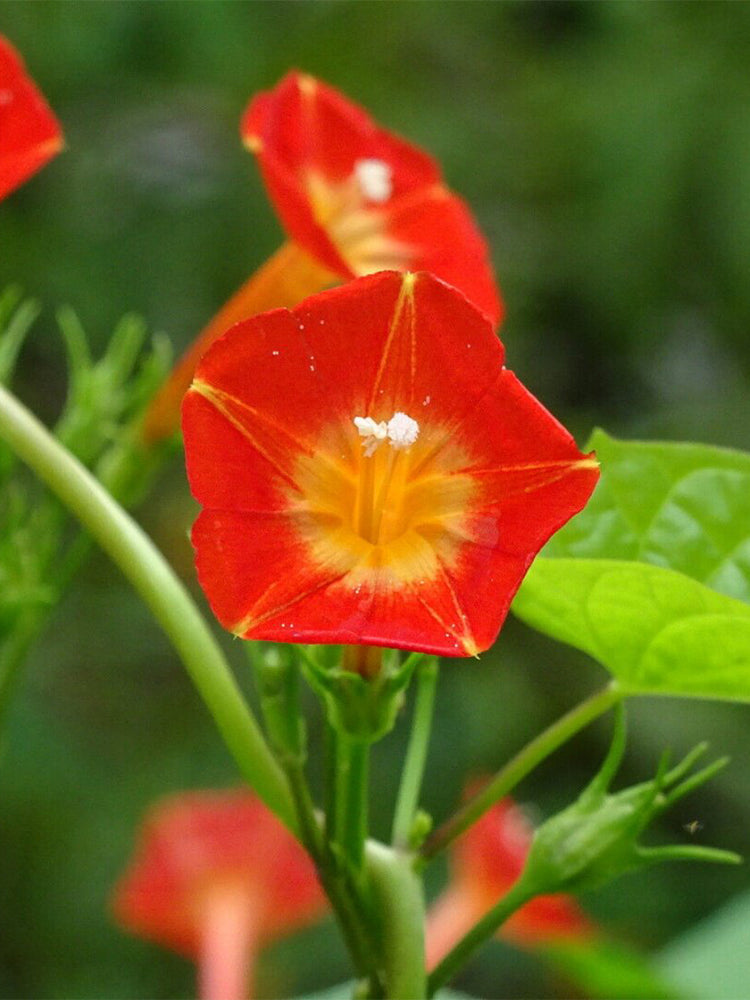 Hezhichun Cardinal Climber