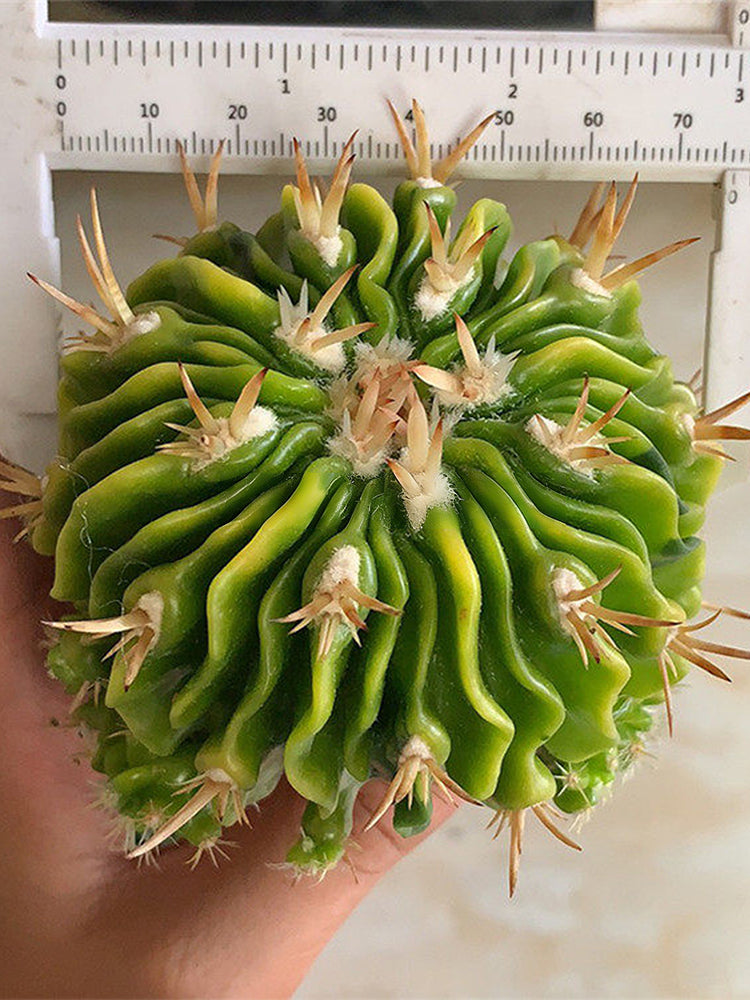 Echinofossulocactus multicostatus f. variegata