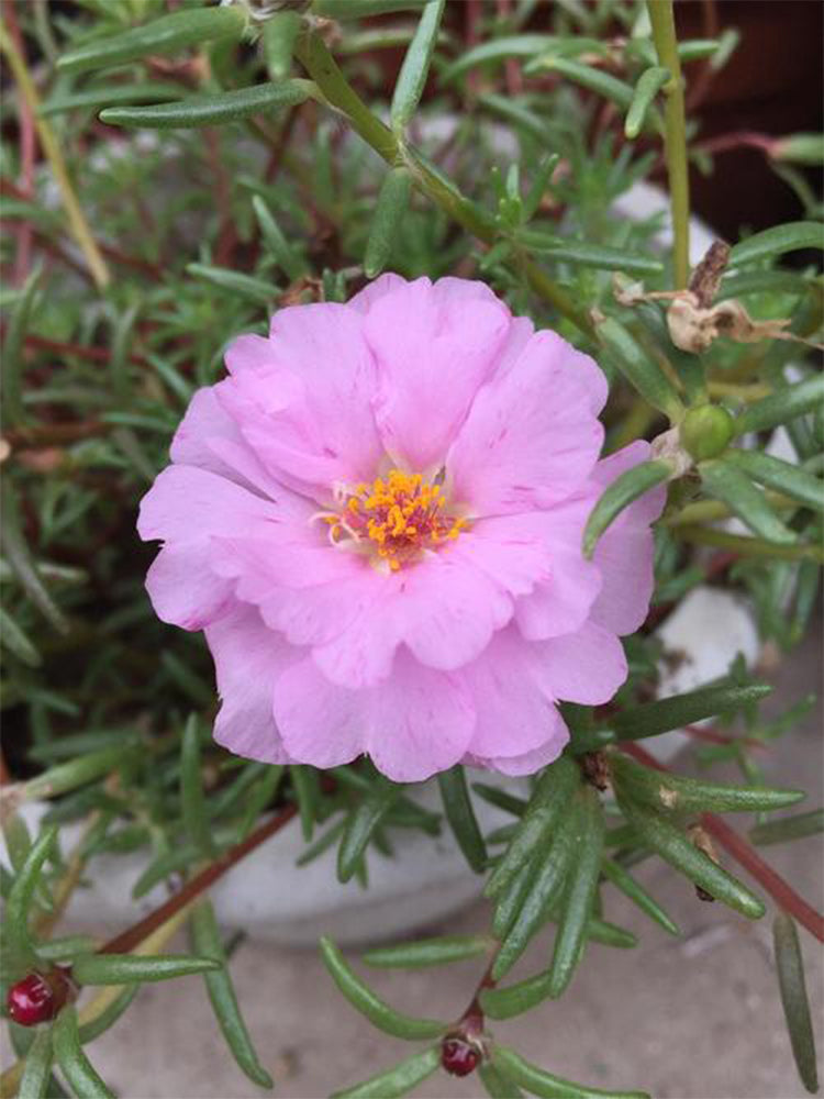 Hezhichun Pink Moss-Rose Purslane