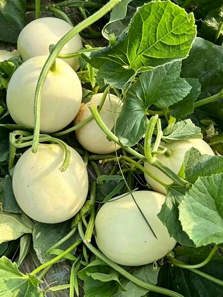 Caidu Jinyu No.12 F1 Melon