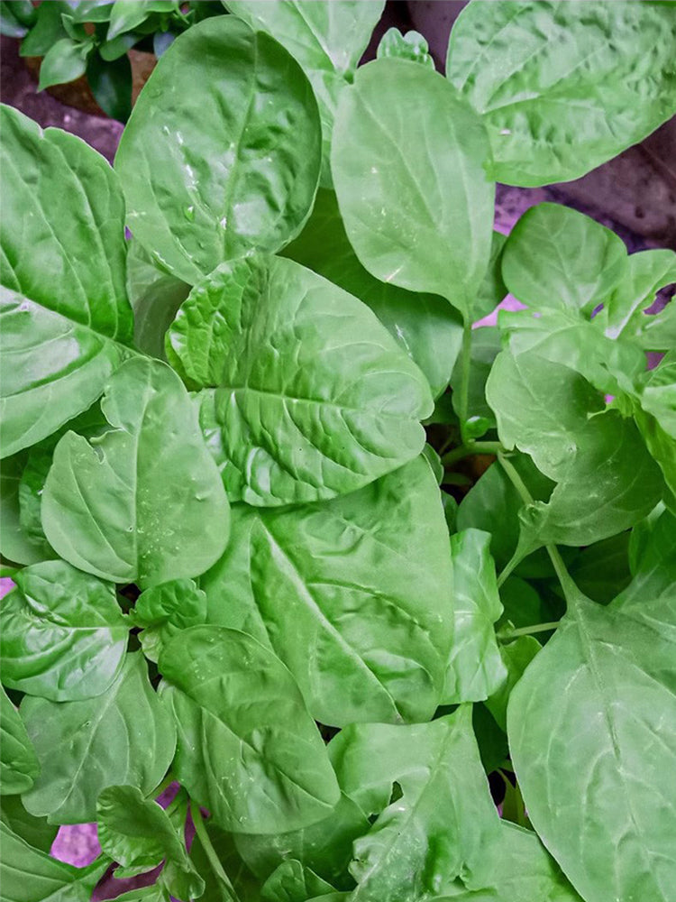 Round-leaf White Amaranth