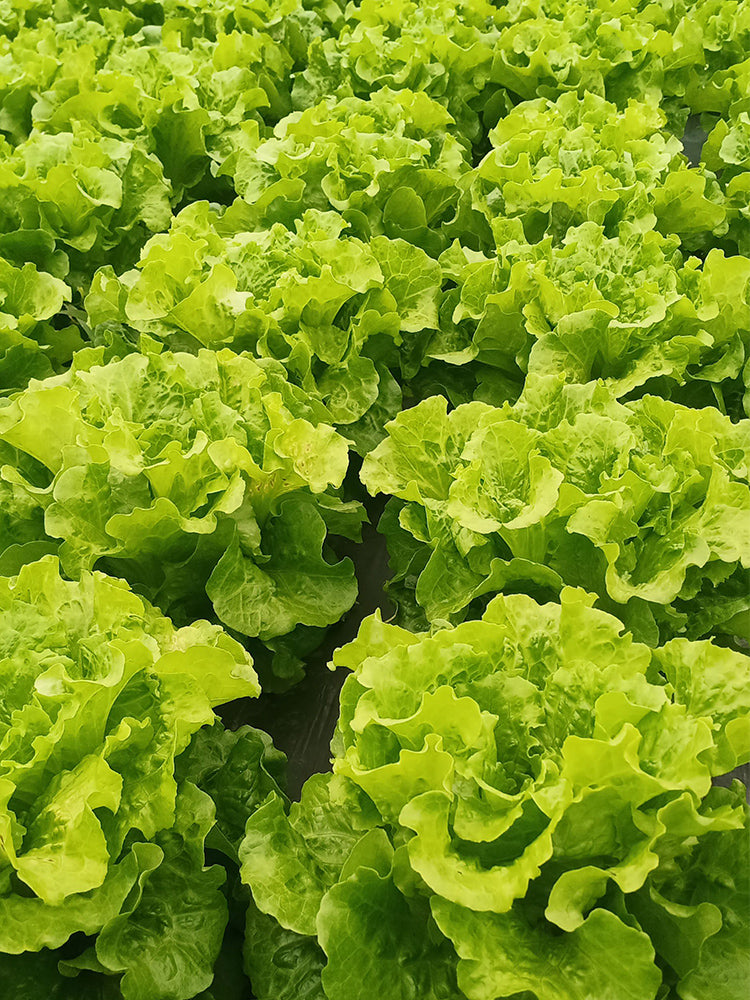'Lvmei' Italian Leaf Lettuce