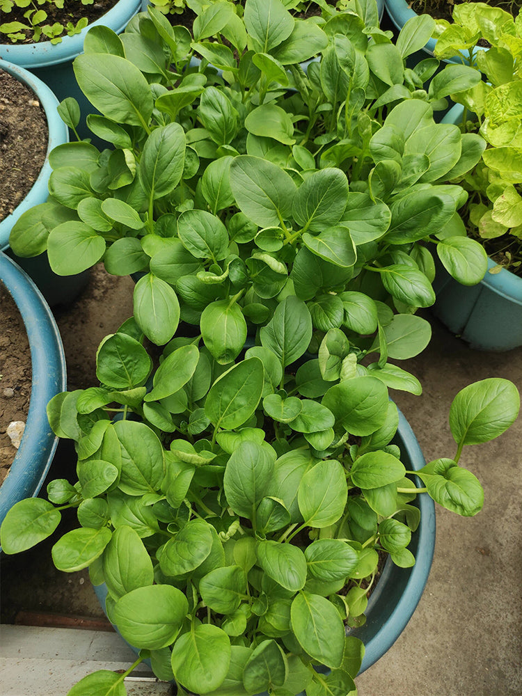 'Tingmei No.1' Baby Bok Choy