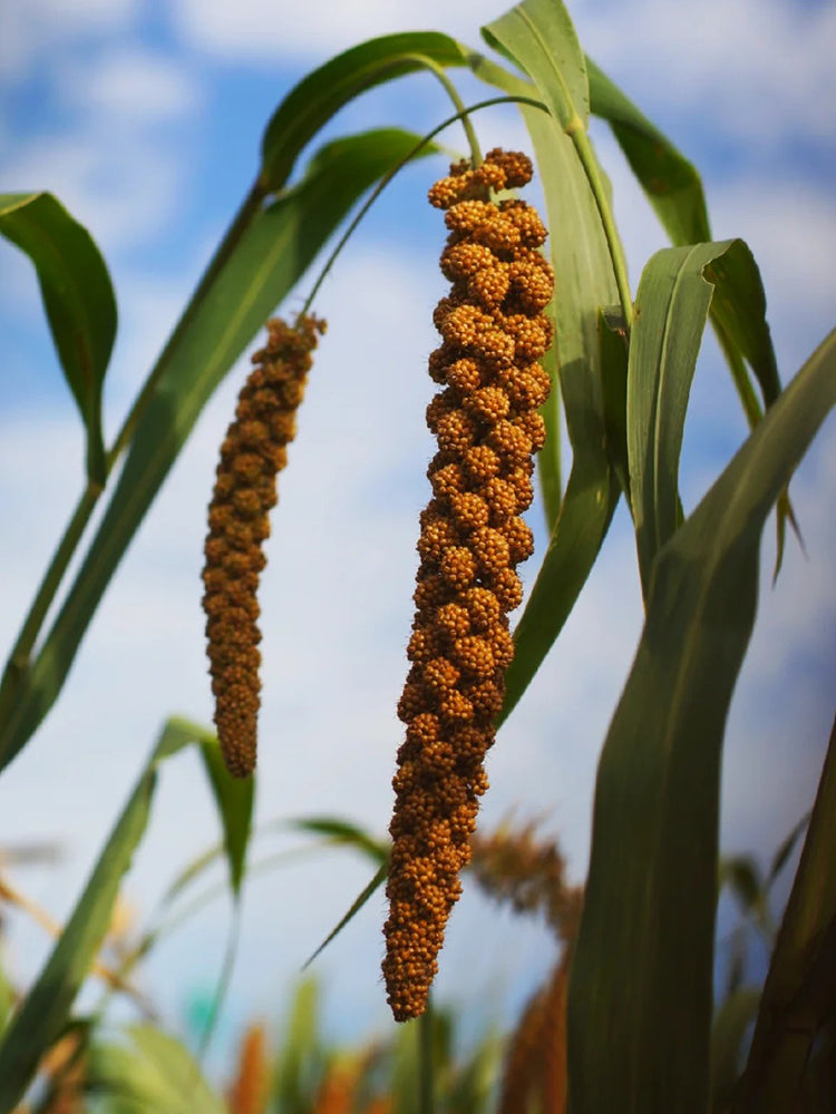 Red Foxtail Millet