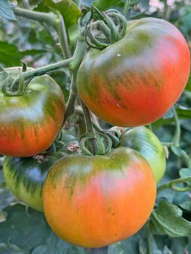 Crisp Sweet Strawberry Tomato