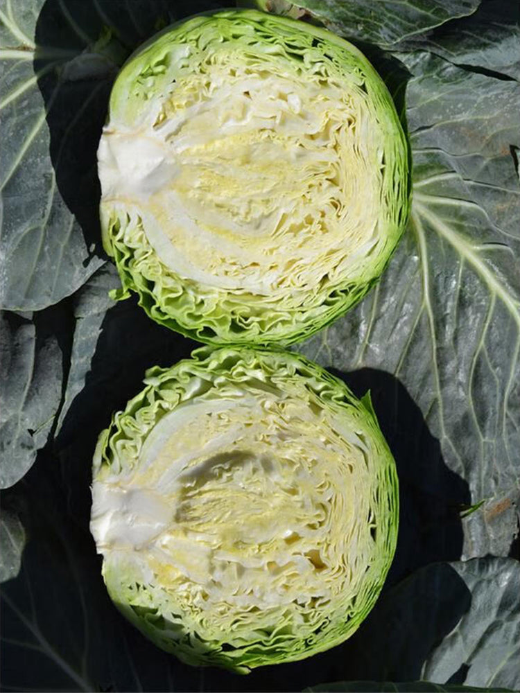 Xingyou Zhonggan 11 Cabbage