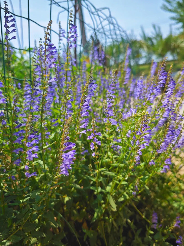 Barbed Skullcap