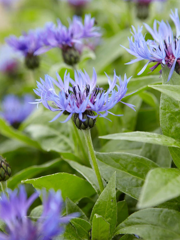 Mountain Bluet