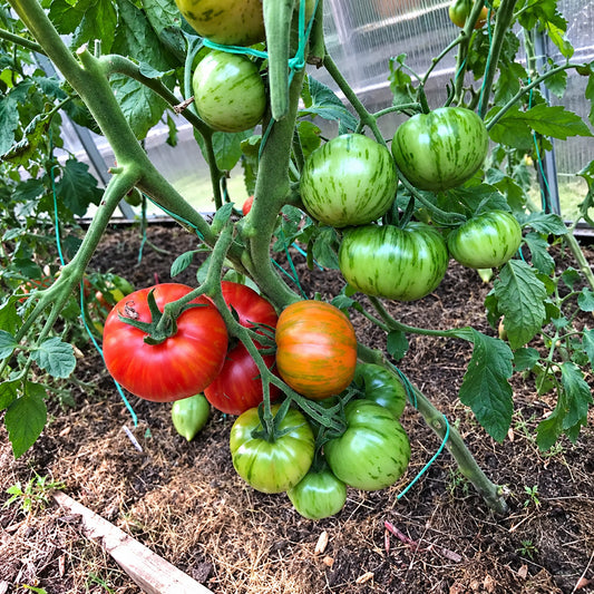 212 Dean's Brad Gates Dwarf Tomato