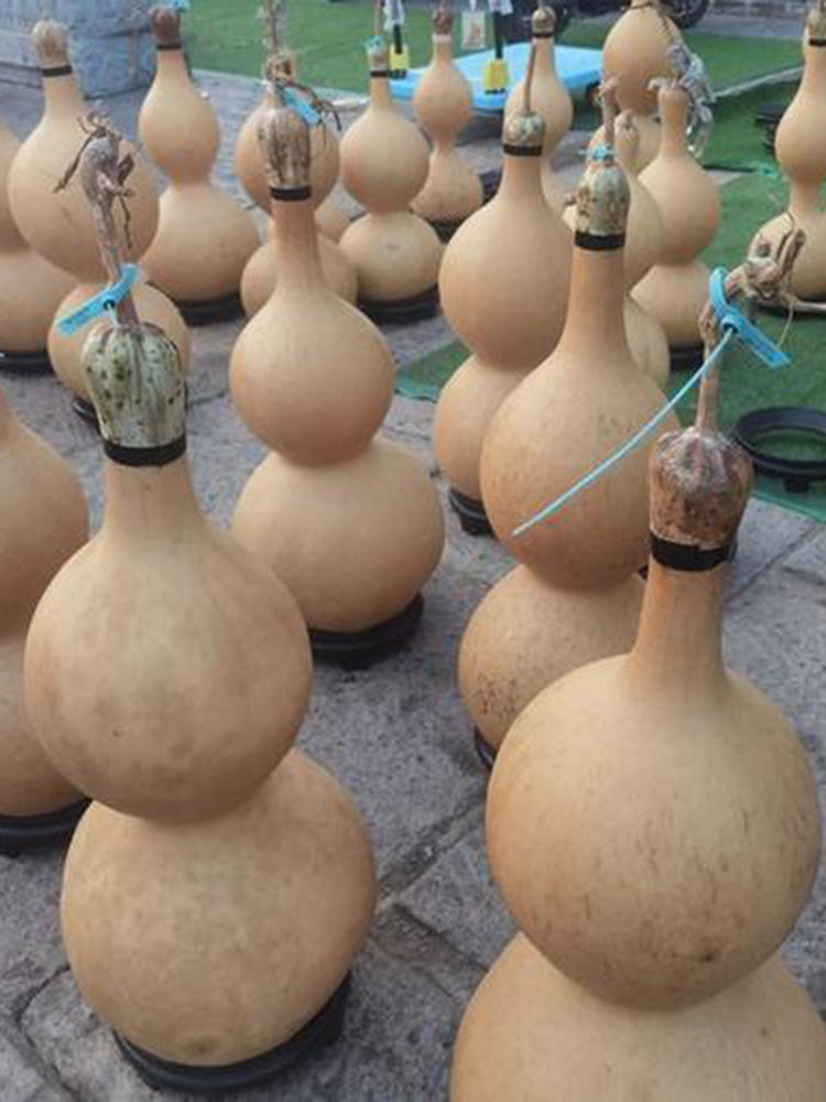 Extra Large Waist Gourd