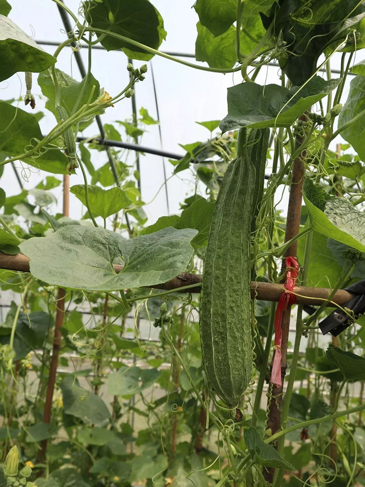 Huaxiu Sponge Gourd
