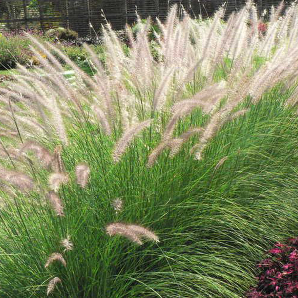 U2222 Purple Fountain Grass