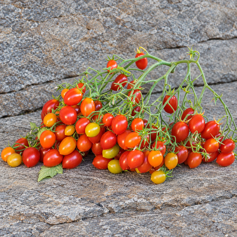 224 Reverend Michael Keyes Tomato