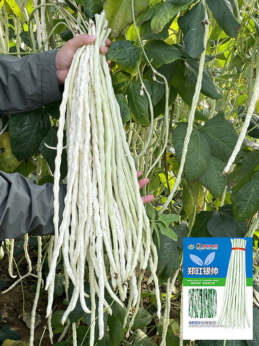 'Zhengjiang Yinshuai' Cowpea
