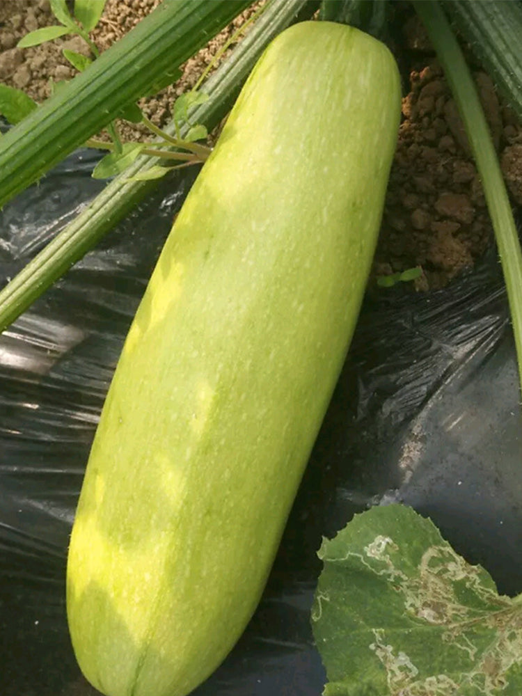 Zaoqing Zucchini