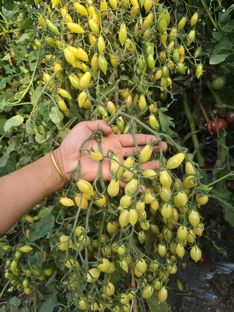 2025 Sweet Brush F5 Tomato