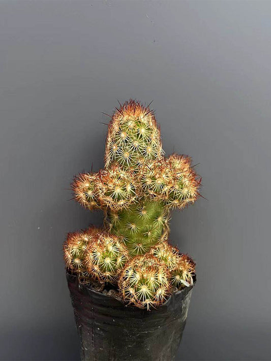 Mammillaria elongata