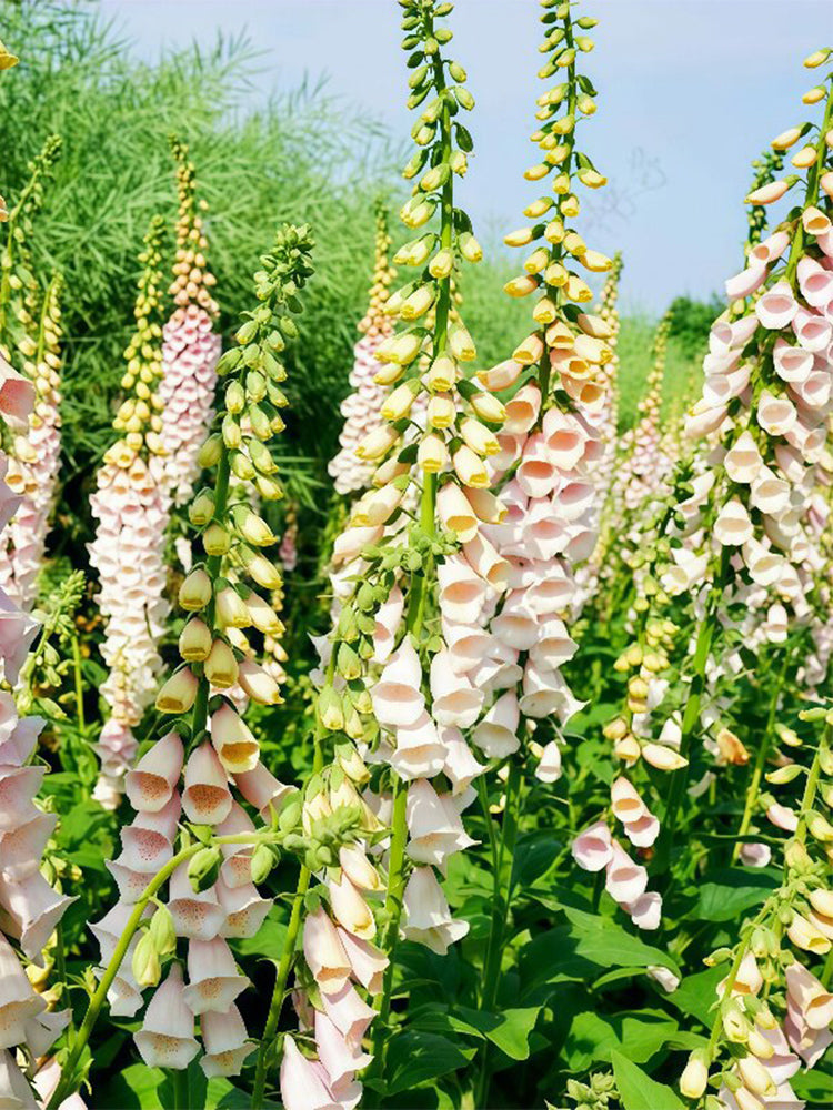 Pink Foxglove