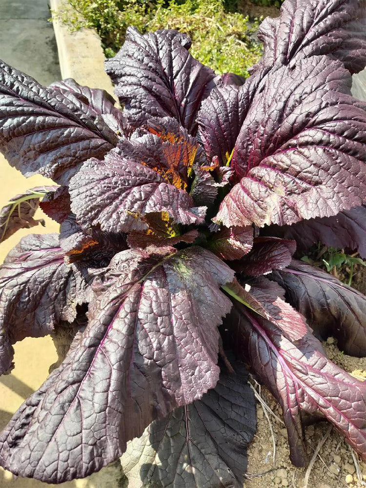 'Splendid 2099' Purple Leaf Mustard