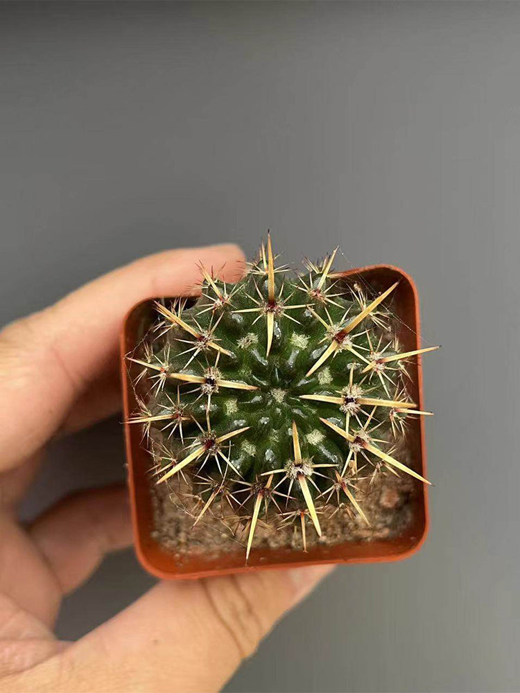 Parodia submammulosus