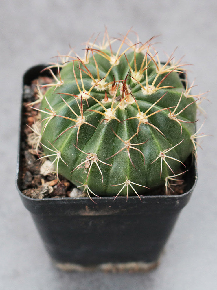 Melocactus amoenus